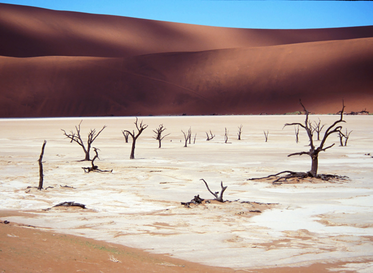 Namibia, alberi disseccati nel deserto del Namib